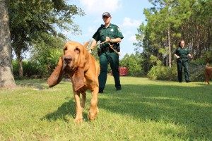 A police officer being led by a hound